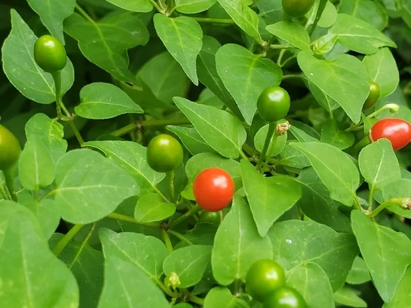 Ficha botánica de Pimiento (Capsicum annuum)