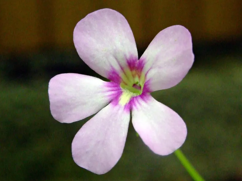 Cultivo y cuidados botánicos de Pinguicula mexicana