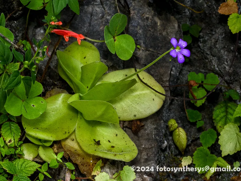 Cultivo y cuidados botánicos de Pinguicula gigante