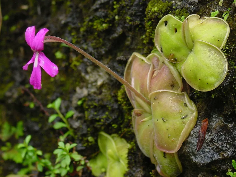 Cultivo y cuidados botánicos de Pinguicula 'Tina'