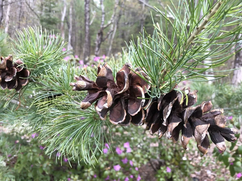 Cultivo y cuidados botánicos de Pino blanco japonés