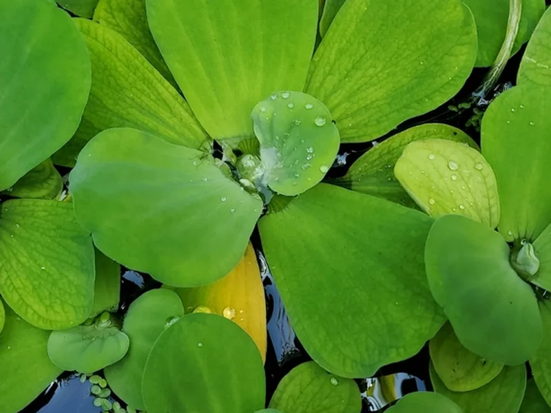 Cultivo y cuidados botánicos de Lechuga de agua