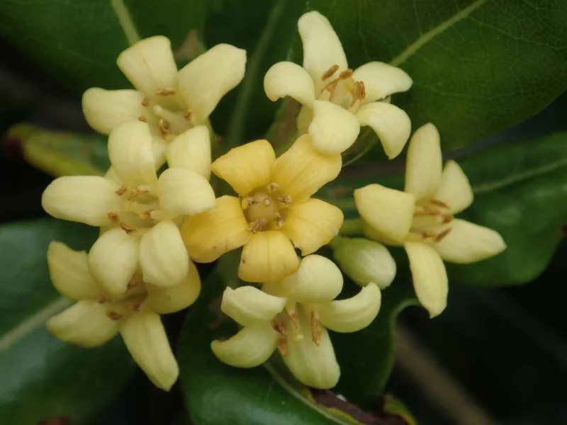 Cultivo y cuidados botánicos de Azahar de la China