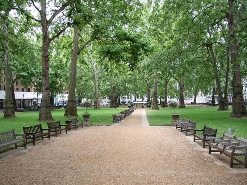 Ficha botánica de Plátano de sombra (Platanus hispanica)