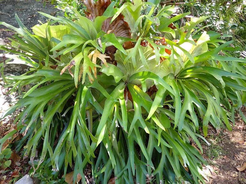 Cultivo y cuidados botánicos de Helecho cuerno de alce