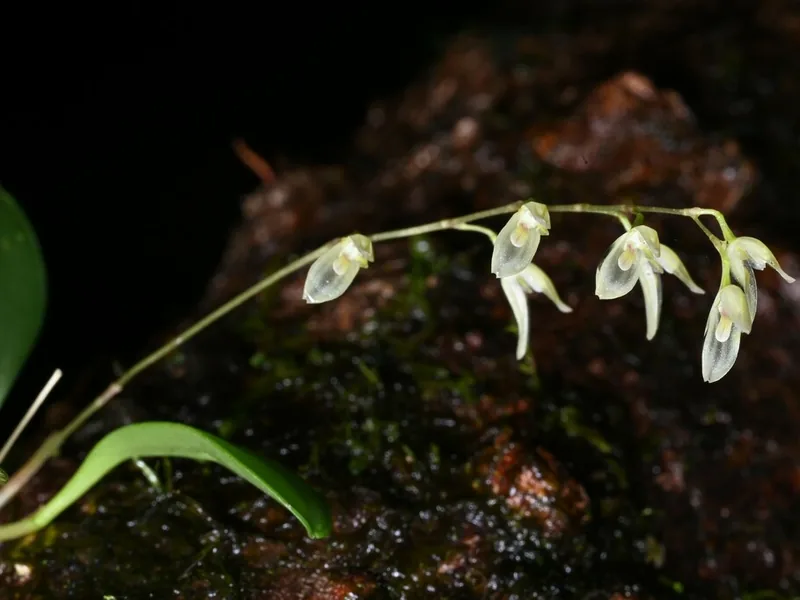 Cultivo y cuidados botánicos de Orquídea Pleurothallis de Groby