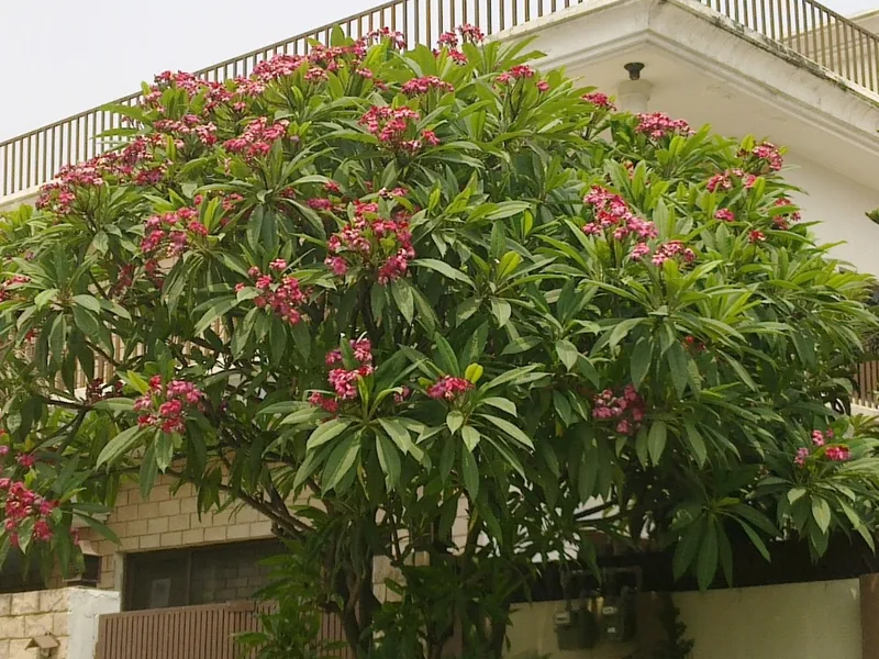 Cultivo y cuidados botánicos de Plumeria o Frangipani