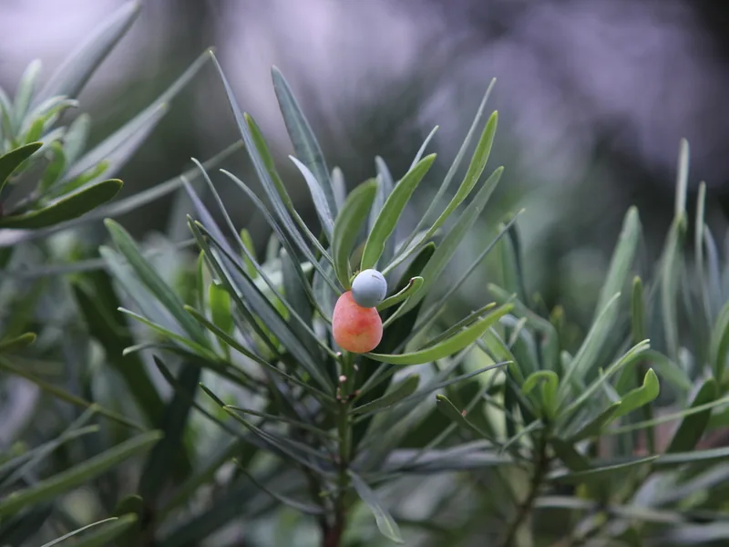 Cultivo y cuidados botánicos de Pino Budista