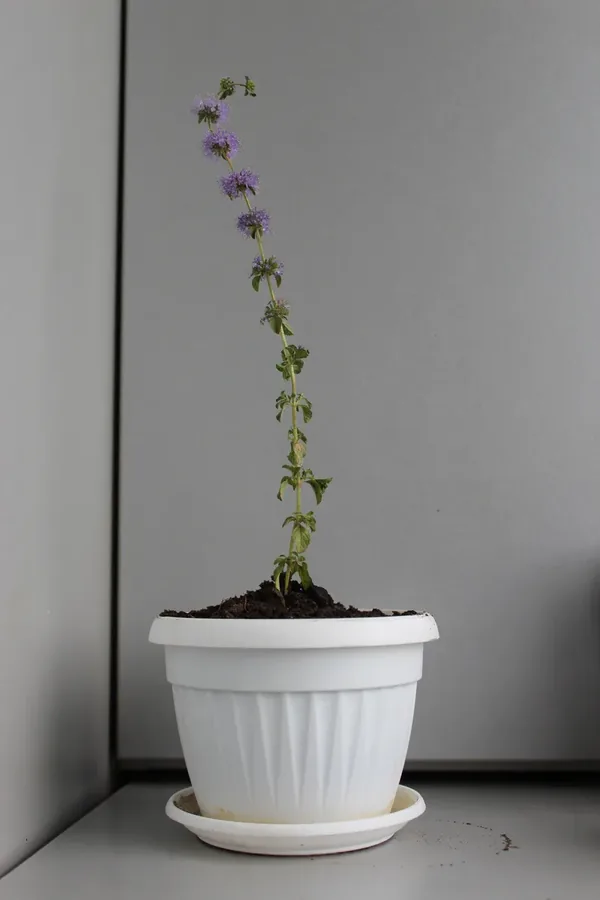 Cultivo y cuidados botánicos de Poleo Menta