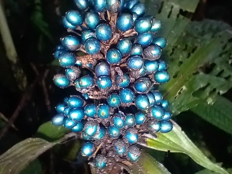 Ficha botánica de Baya de mármol (Pollia condensata)