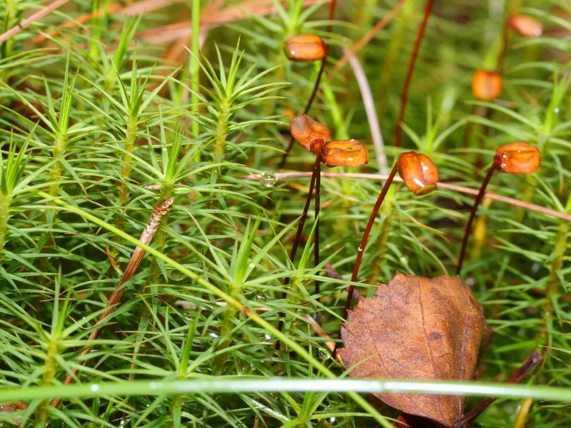 Ficha botánica de Musgo común o Polytrichum (Polytrichum commune)