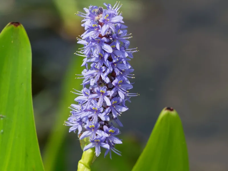 Cultivo y cuidados botánicos de Pontederia