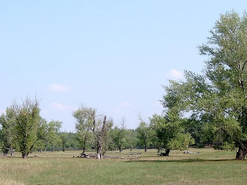 Ficha botánica de Álamo negro (Populus nigra)