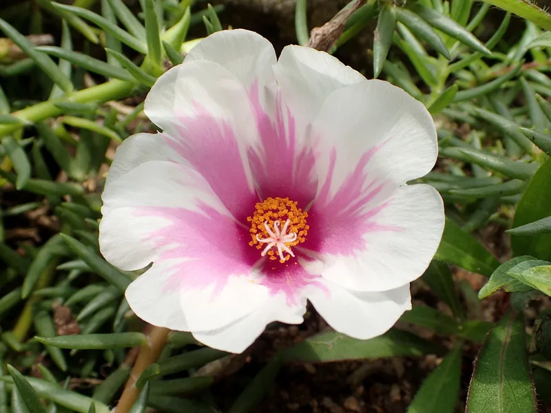 Ficha botánica de Portulaca (Portulaca grandiflora)