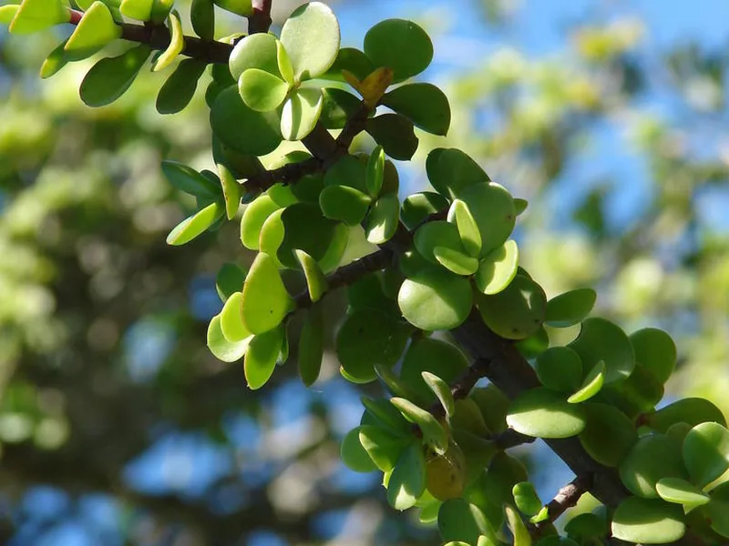 Cultivo y cuidados botánicos de Planta de la moneda o Árbol de la abundancia