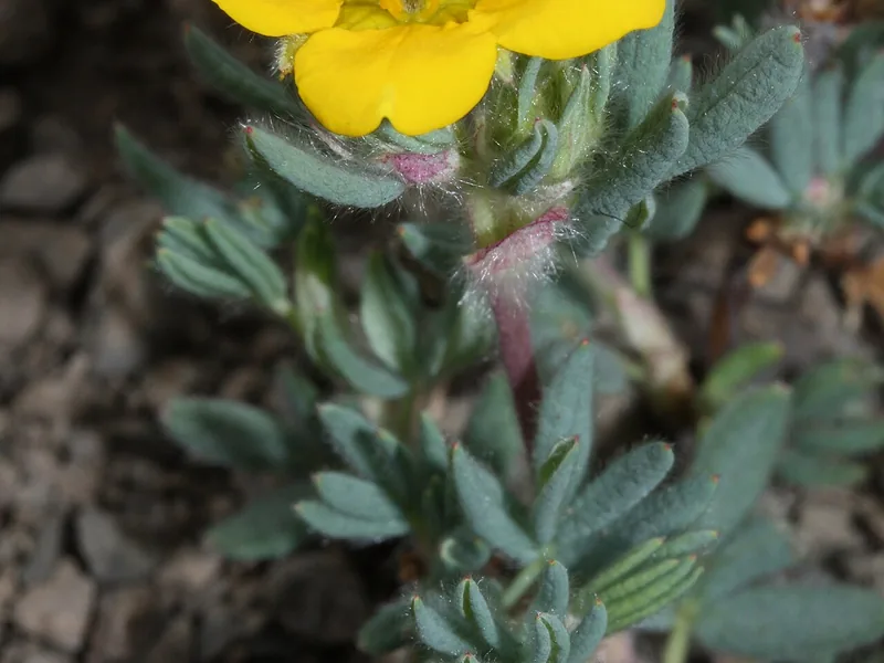 Cultivo y cuidados botánicos de Potentilla
