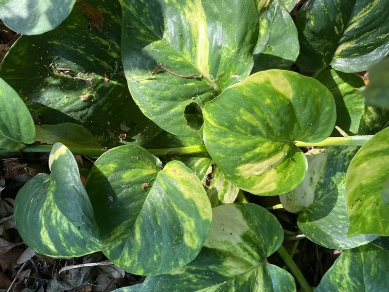 Cultivo y cuidados botánicos de Potos o Potus Dorado