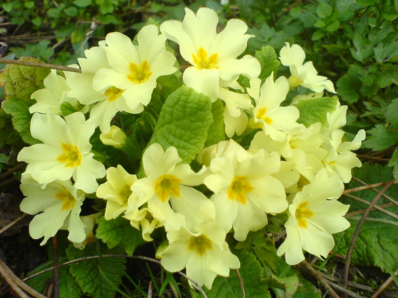 Ficha botánica de Prímula (Primula spp.)