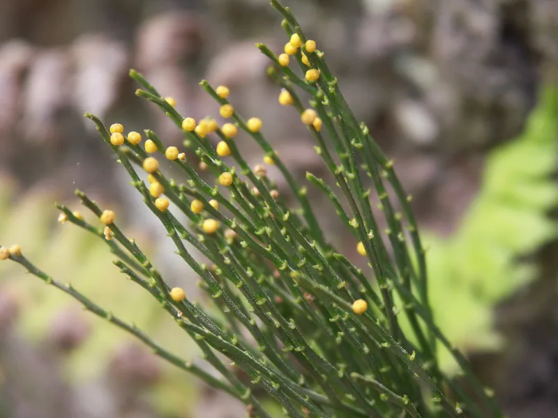 Cultivo y cuidados botánicos de Helecho escoba