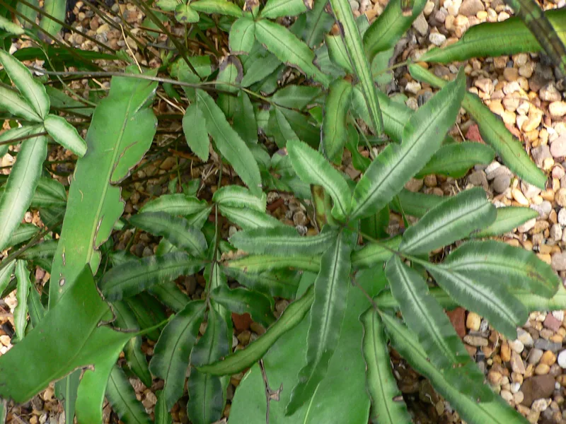 Cultivo y cuidados botánicos de Helecho de Creta
