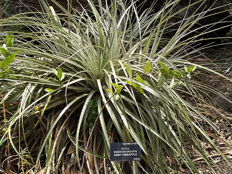 Cultivo y cuidados botánicos de Chagual azul
