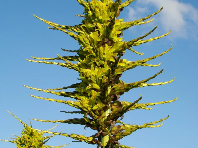 Cultivo y cuidados botánicos de Puya