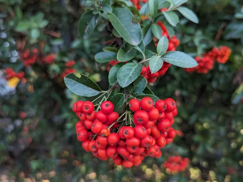 Cultivo y cuidados botánicos de Espino de fuego
