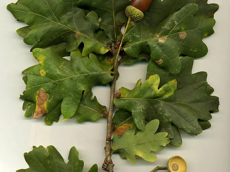 Ficha botánica de Roble común (Quercus robur)