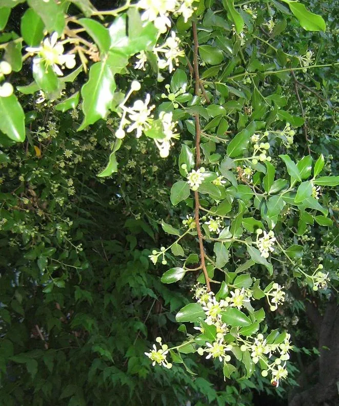 Ficha botánica de Quillay (Quillaja saponaria)