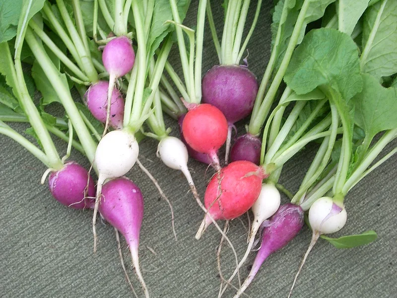 Cultivo y cuidados botánicos de Rabanito