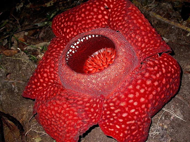Cultivo y cuidados botánicos de Flor cadáver