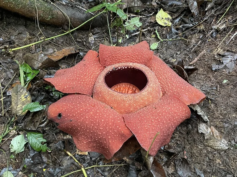 Ficha botánica de Rafflesia (Rafflesia kerrii)