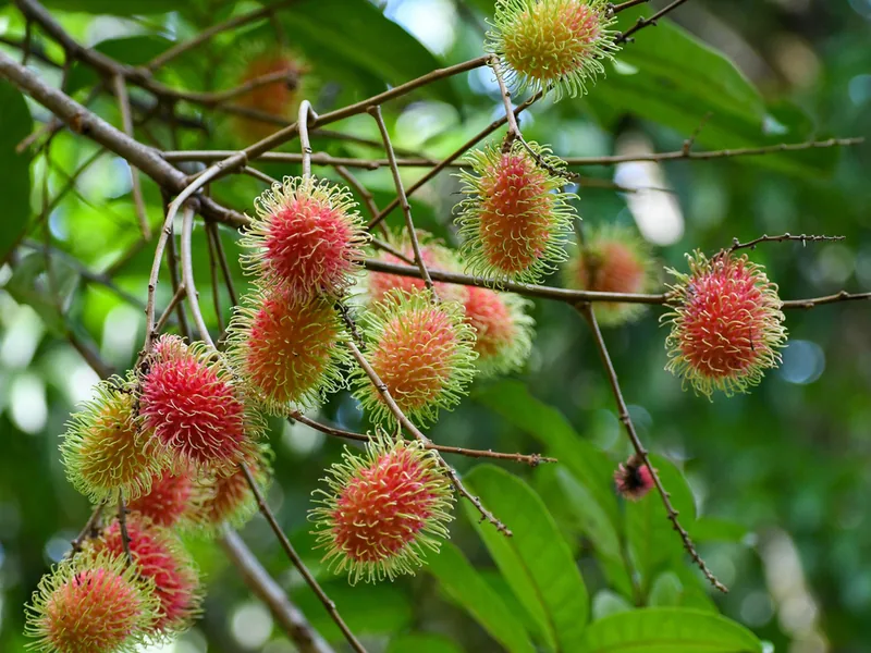Ficha botánica de Rambután (Nephelium lappaceum)
