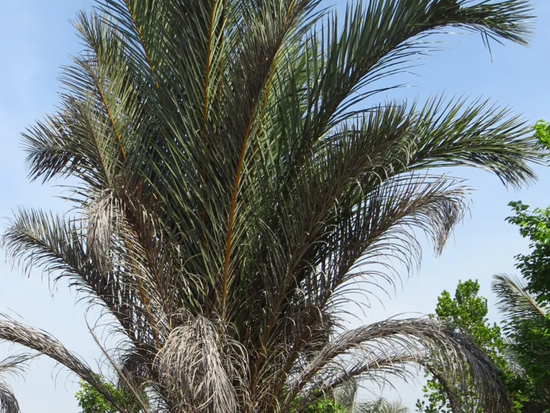 Ficha botánica de Palma de rafia (Raphia farinifera)