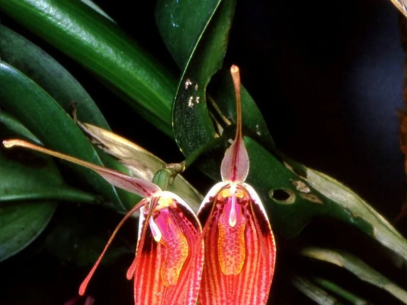 Cultivo y cuidados botánicos de Orquídea Restrepia
