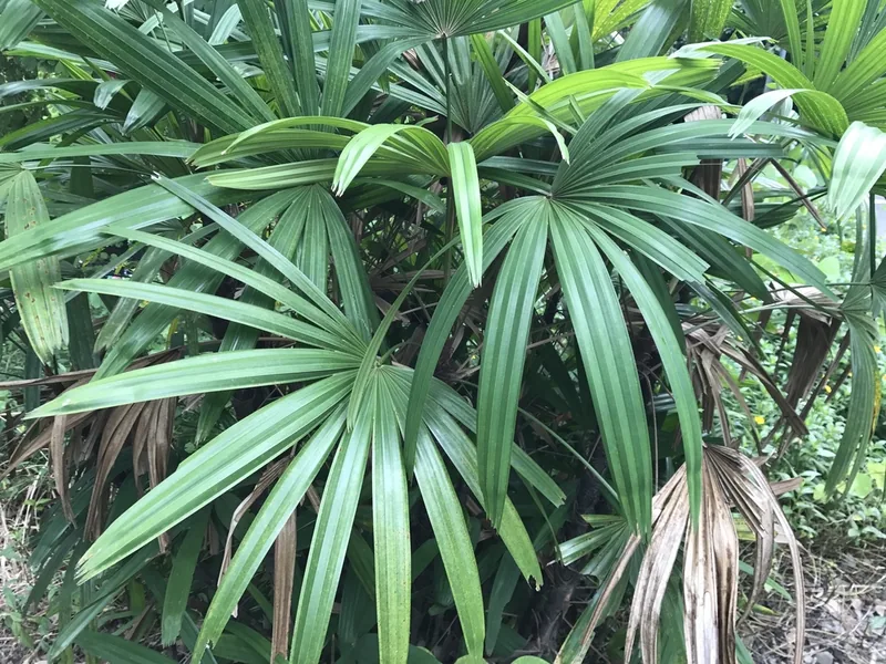 Ficha botánica de Palmera de Salón, Palma de Bambú, Rhapis (Rhapis excelsa)