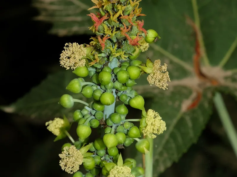 Cultivo y cuidados botánicos de Ricino