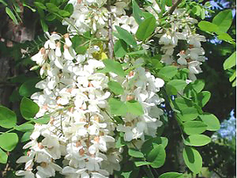 Cultivo y cuidados botánicos de Falsa acacia
