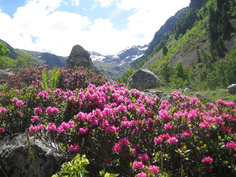 Ficha botánica de Rododendro (Rhododendron)