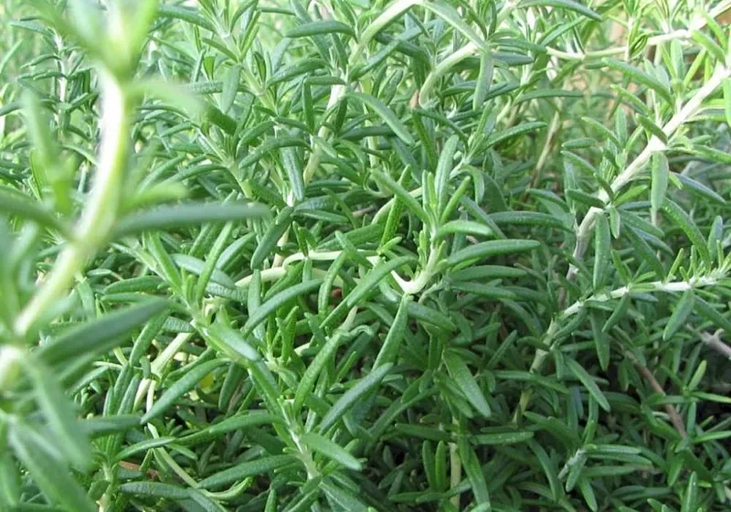 Cultivo y cuidados botánicos de Romero Postrado