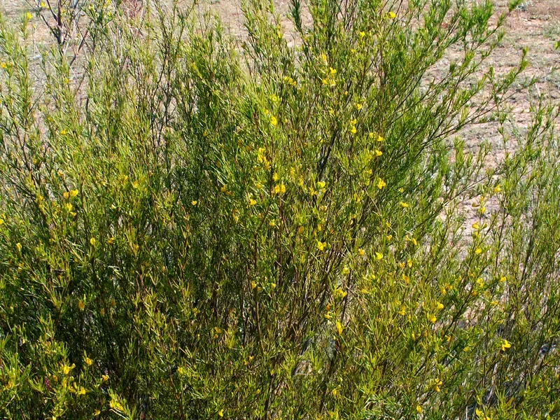 Ficha botánica de Rooibos (Aspalathus linearis)