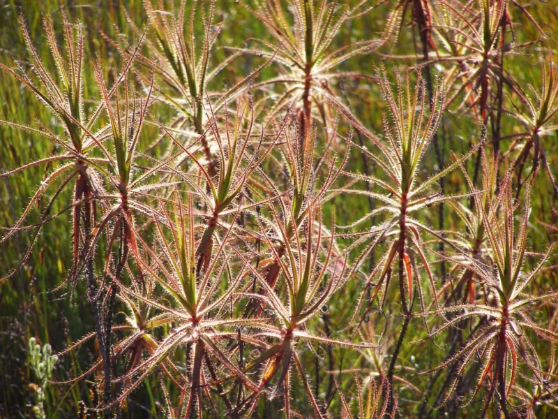 Cultivo y cuidados botánicos de Roridula gorgonias