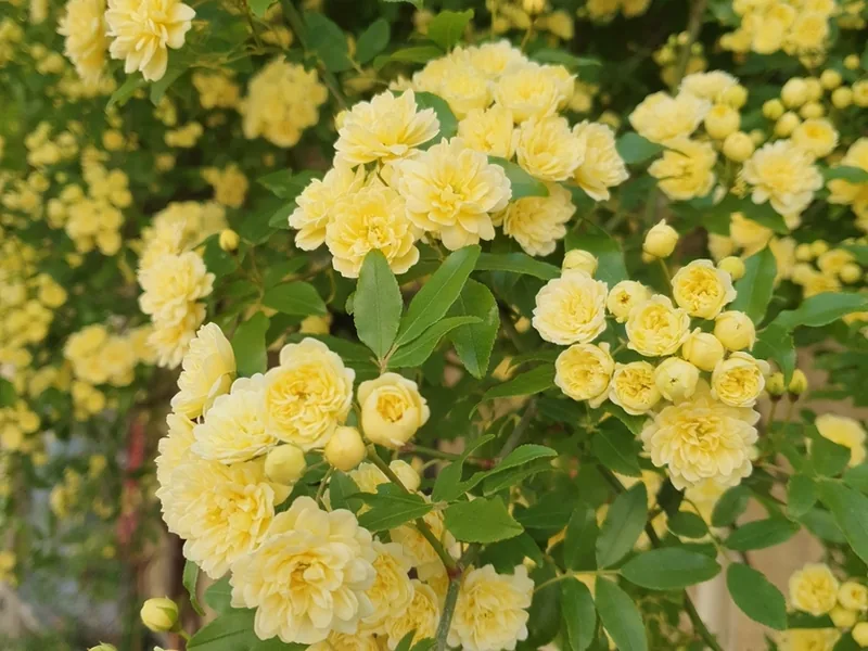 Cultivo y cuidados botánicos de Rosa de Banks