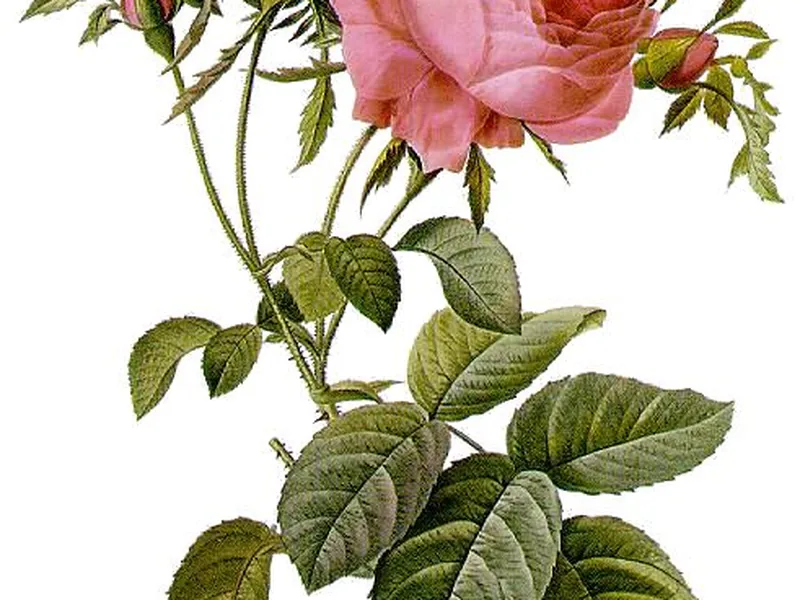 Ficha botánica de Rosa de cien hojas (Rosa centifolia)