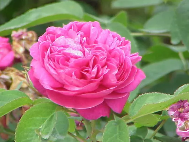 Cultivo y cuidados botánicos de Rosa de Damasco