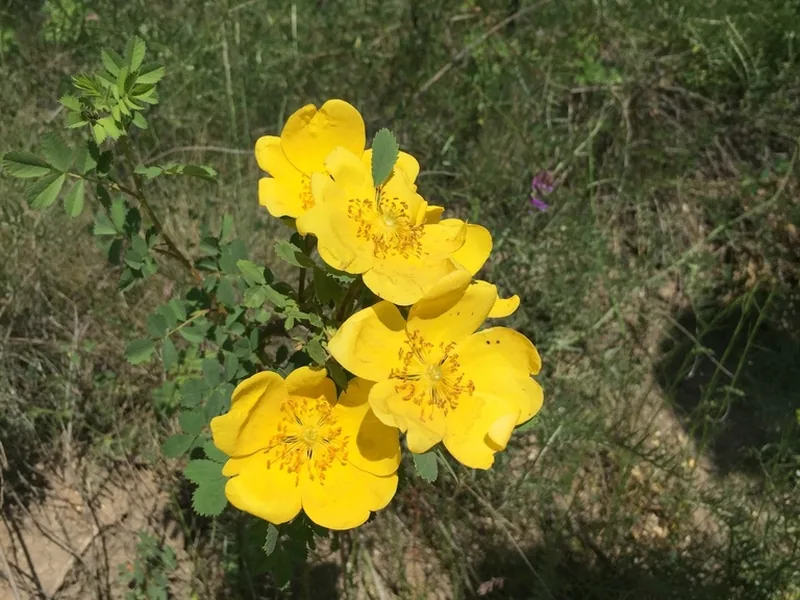 Cultivo y cuidados botánicos de Rosa de Austria