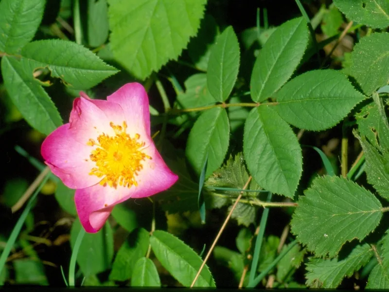 Cultivo y cuidados botánicos de Rosa Gallica