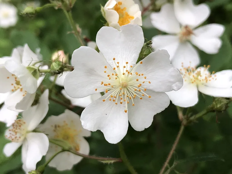 Cultivo y cuidados botánicos de Rosa Polyantha