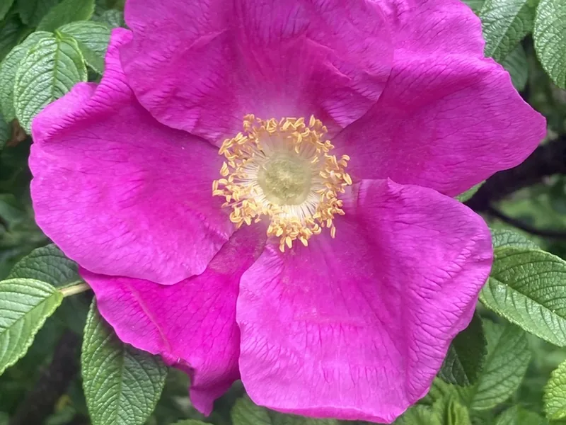 Ficha botánica de Rosa rugosa (Rosa rugosa)
