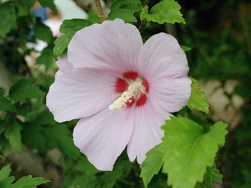 Cultivo y cuidados botánicos de Rosa de Siria